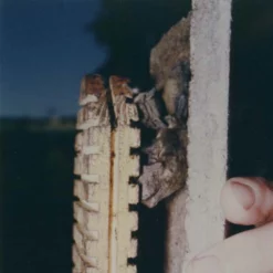 Schwegler 2F Bat Box With Double Front Panel -pet supplies sale 2DFP Bat in Box.jpg