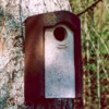 Schwegler 3S Starling Nestbox -pet supplies sale 3S Starling Nest Box.jpg