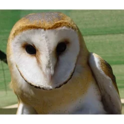 Schwegler No. 23 Barn Owl & Kestrel Nestbox -pet supplies sale Barn Owl Box No23.jpg