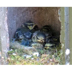 Schwegler 1B Hole Nest Box 26mm 8 Schwegler 1B Hole Nest Box 26mm -pet supplies sale Blue Tit Fledgelings.jpg 2