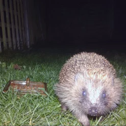Schwegler Hedgehog Dome -pet supplies sale Hedgehog Bowl.jpg