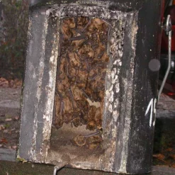 Schwegler 1FW Bat Hibernation Box 9 Schwegler 1FW Bat Hibernation Box -pet supplies sale Hibernation Bat Box 1FW.jpg