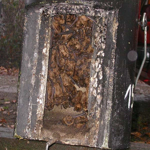 Schwegler 1FW Bat Hibernation Box 6 Schwegler 1FW Bat Hibernation Box - Image 4