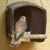 Schwegler No. 28 Kestrel Nestbox