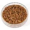 Live Mini Mealworms 1 X 120g Tub -pet supplies sale Mini Mealworms.jpg