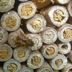 Natural Bee Log 7 Natural Bee Log -pet supplies sale Pollinating Bee Nests.jpg
