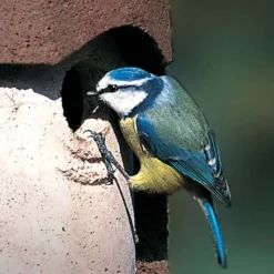 Schwegler 1B 32mm Hole Nestbox Brown -pet supplies sale Schwegler 1B.jpg 2