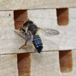 Interactive Solitary Bee House -pet supplies sale Solitary Bee Hive.jpg