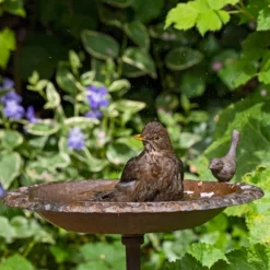 Old Iron Classic Bird Bath -pet supplies sale old iron classic bird bath.jpg