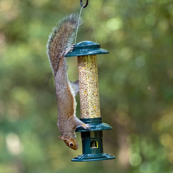Squirrel Buster Evolution Seed Feeder 3 Squirrel Buster Evolution Seed Feeder