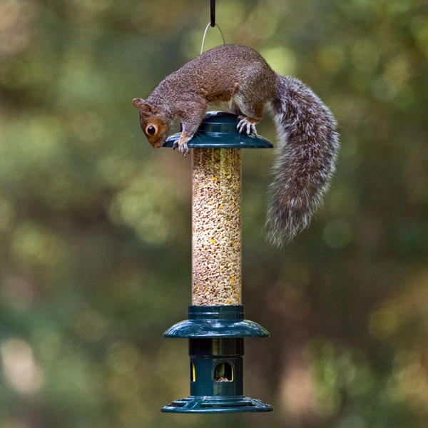 Squirrel Buster Evolution Seed Feeder 5 Squirrel Buster Evolution Seed Feeder - Image 3